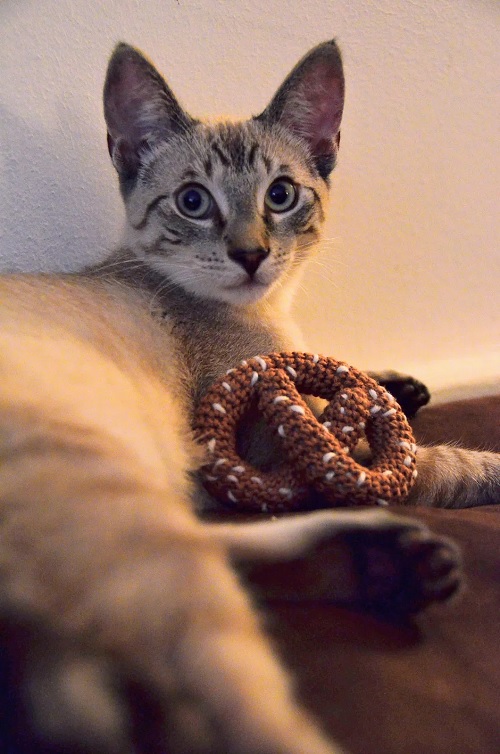 Salty Pretzel cat Toy
