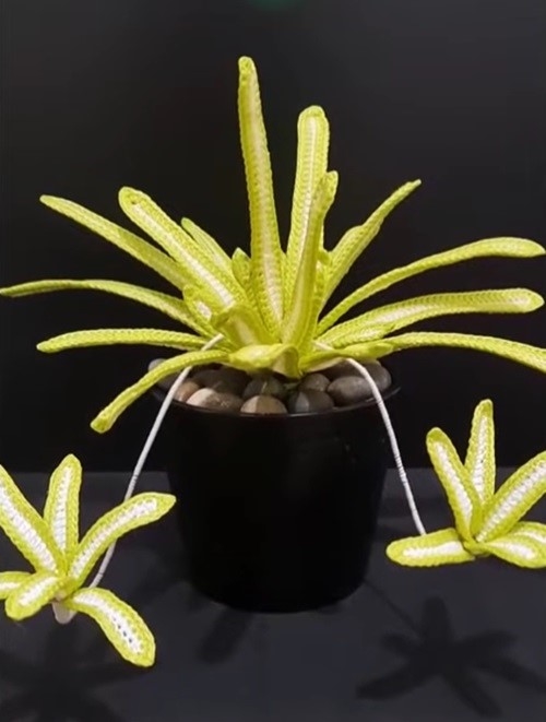 Crochet Spider Plant with Yellow Edges