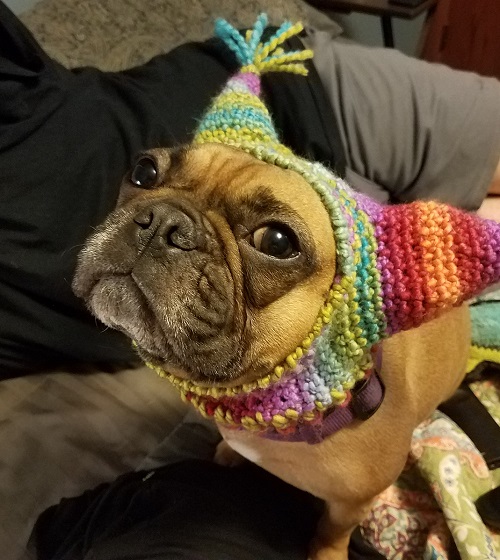 Hat Pattern for French Dog