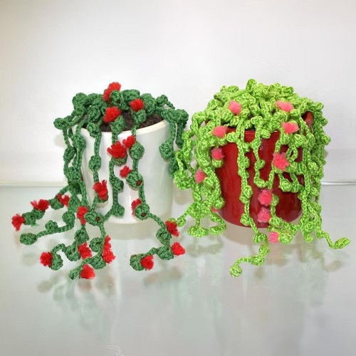 trailing succulent with flowers