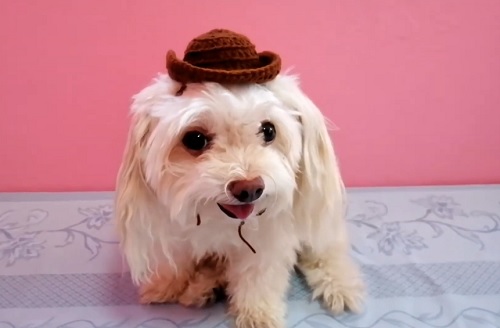 Crochet Cowboy Hat for Dog