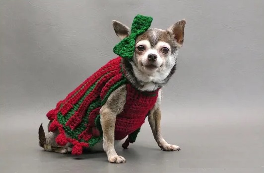 Pet Sweater Crochet Free Patterns 3