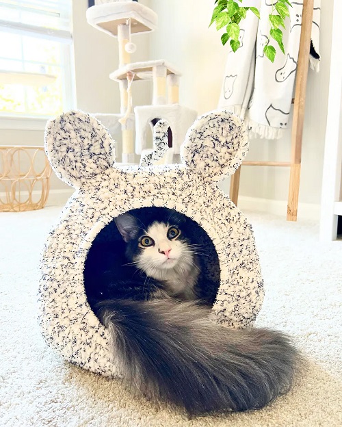 Boho Mouse Ears Cat Pod