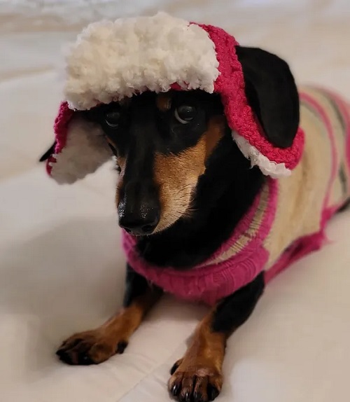 Crochet Hats for Dogs Free Patterns 4