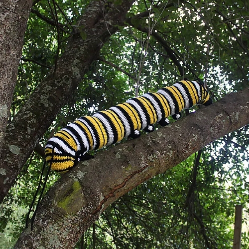 Monarch Butterfly Caterpillar