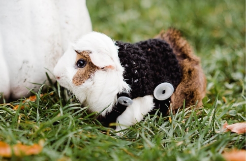 Guinea Pig Crocheted Sweater