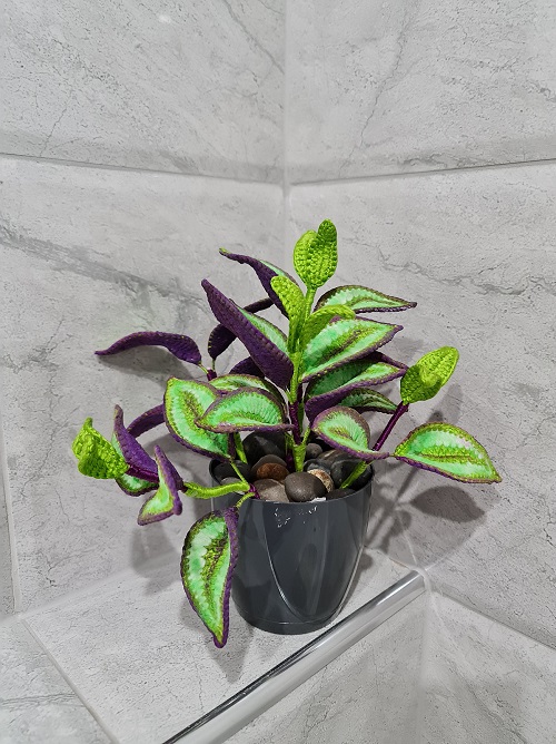 Crochet Tradescantia Zebrina plant