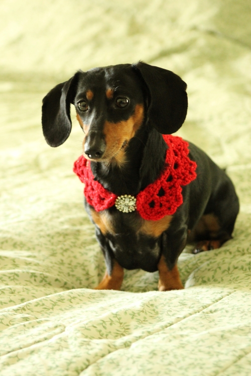 Lacy Dog Collar Crochet Free Pattern