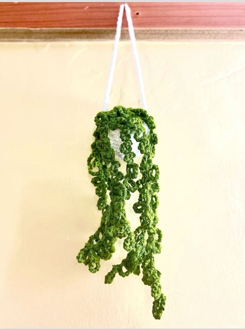 Beginner Friendly Succulent Plant