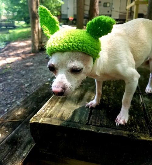 Crochet Hats for Dogs