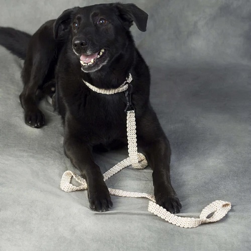 Stunning Pet Collar Patterns