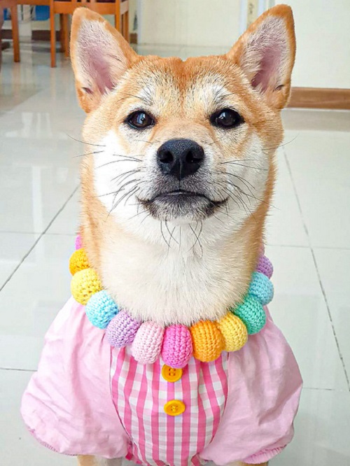 Easy and Cute Pet Collar Free Crochet Patterns 2