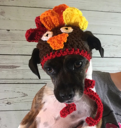 Crochet Hats for Dogs