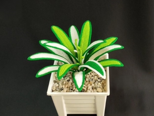 Crochet Dual-Toned Spider Plant