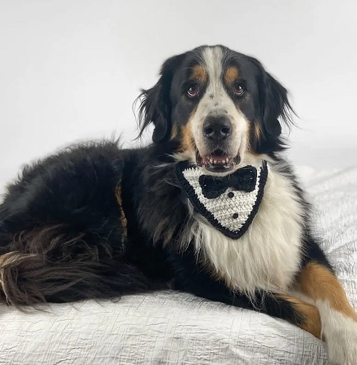 Tuxedo Dog Bandana
