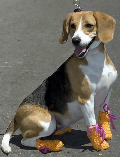 DIY Dog Paw Protectors