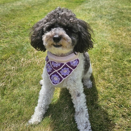 Crochet Pet Bandana Free Patterns 7