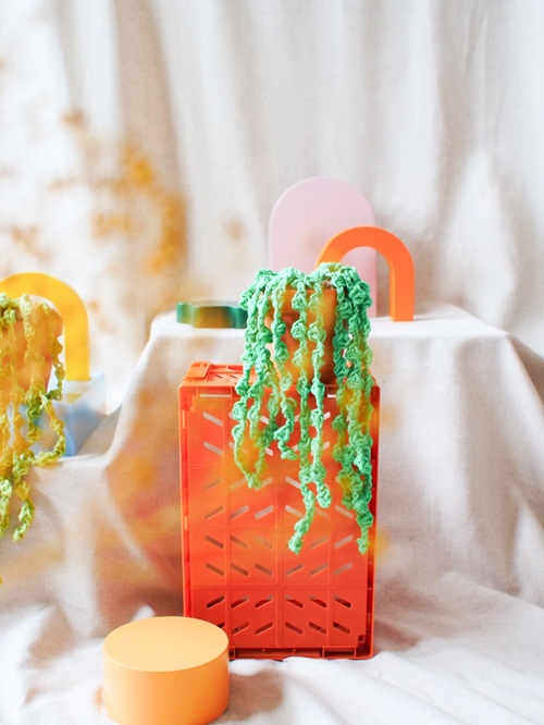 Medium Sized Succulent