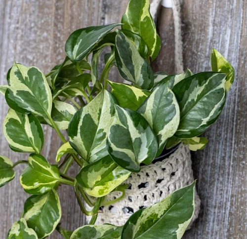DIY Crochet Wall Plant Hanger Basket Pattern