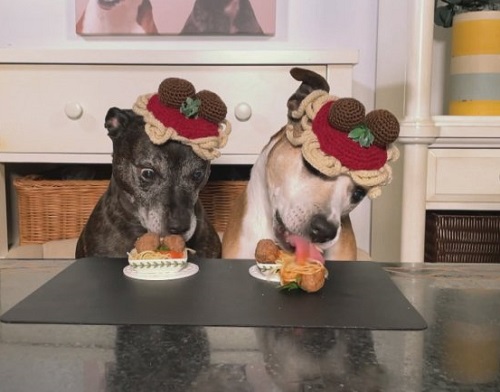 Crochet Hats for Dogs Free Patterns 2