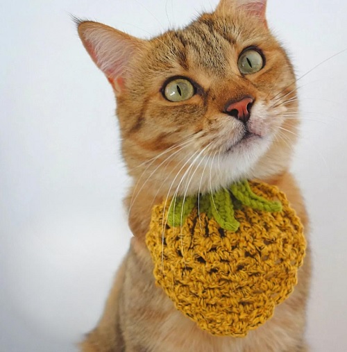 Yeppoon Pineapple Cat Bandana