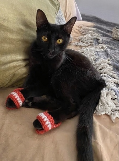 Crochet Pet Footwear Free Patterns 2