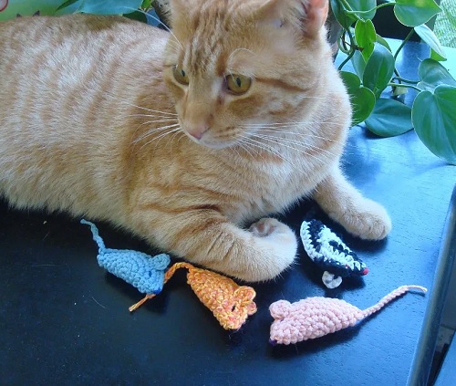 Cat's Favorite Mouse