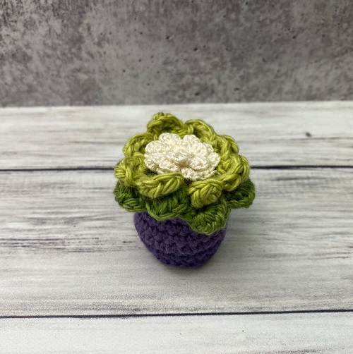 mini flowering succulent free crochet pattern